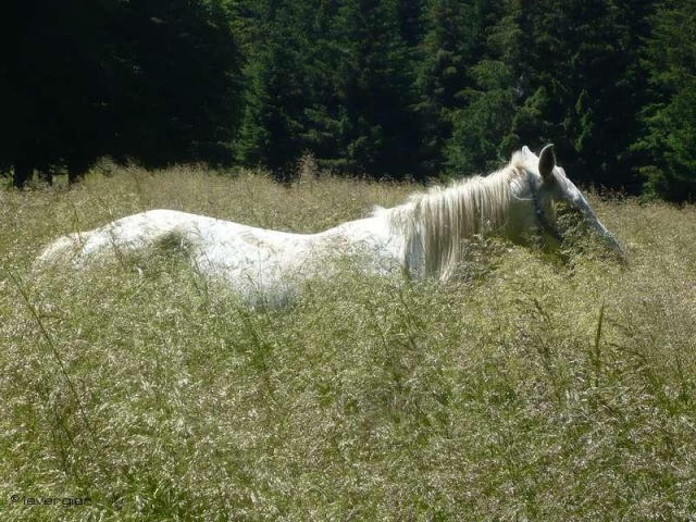 En plena naturaleza 